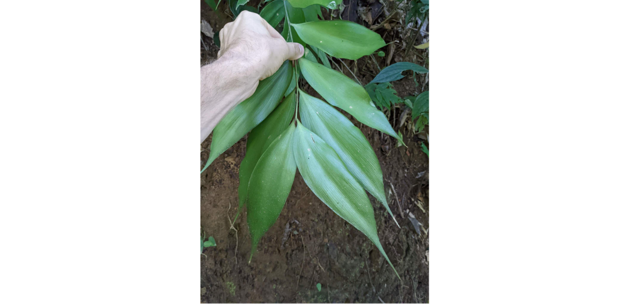 Zamia acuminata: Zamia acuminata leaf