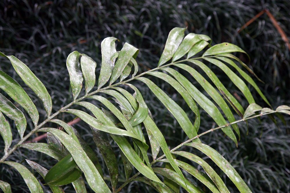 Zamia acuminata: Location taken: Wilson Botanical Garden, Las Cruces Biological Station, Costa Rica. Names: Zamia acuminata Oerst. ex Dyer, Nicaragua Pal Classification: Plantae