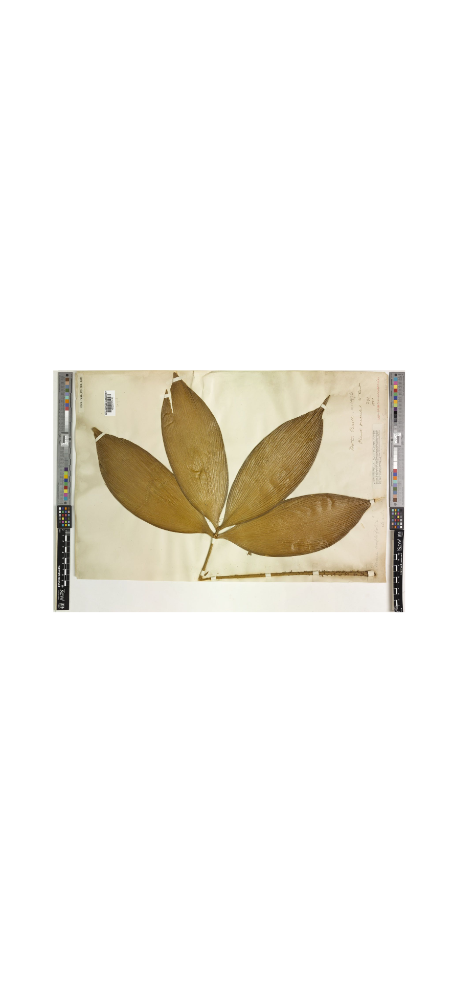 Cycad: Leaf of Zamia amplifolia held at Kew Garden