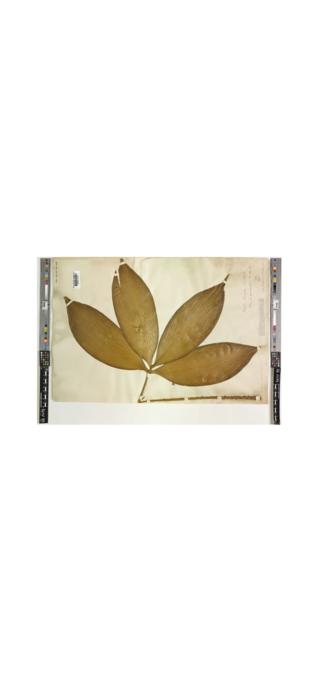 Cycad: Leaf of Zamia amplifolia held at Kew Garden