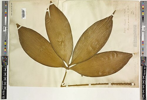 Cycad: Dried leaf of Zamia amplifolia