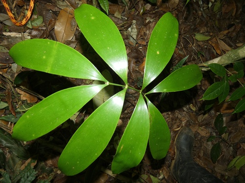 Zamia cunaria (Zamia cunaria)