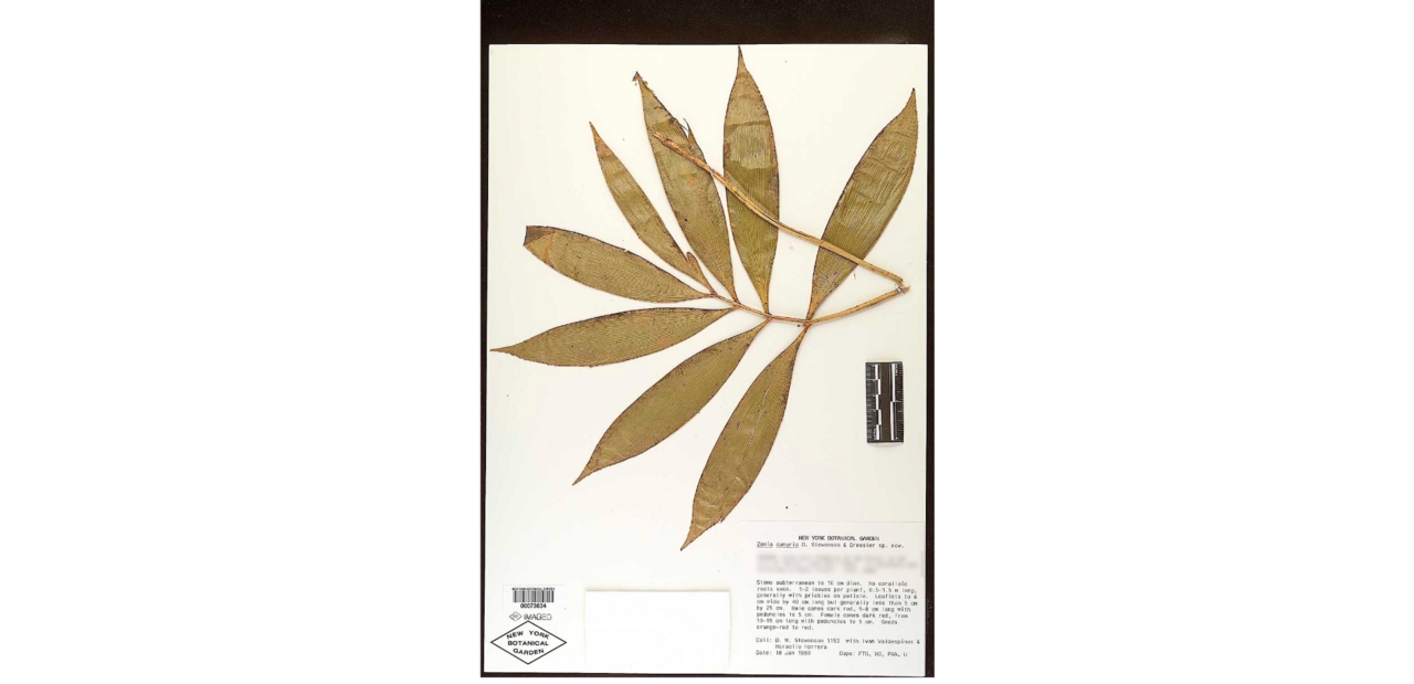 Zamia cunaria: Dried leaf of Zamia cunaria