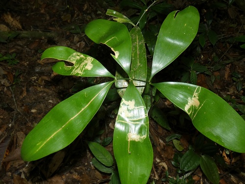 Zamia cunaria (Zamia cunaria)