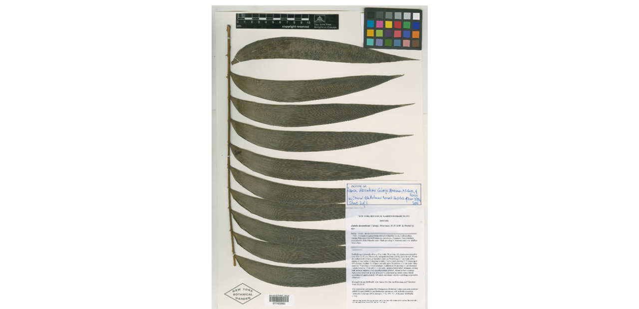 Zamia decumbens: Zamia decumbens leaf