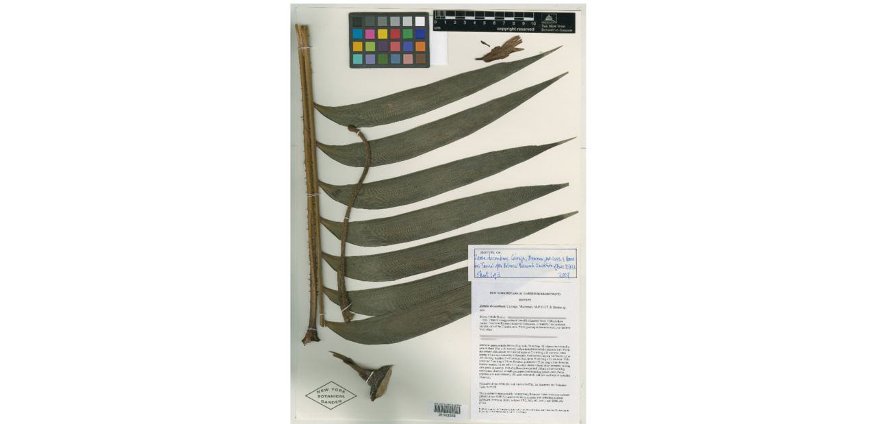 Zamia decumbens: dried leaf of Zamia decumbens