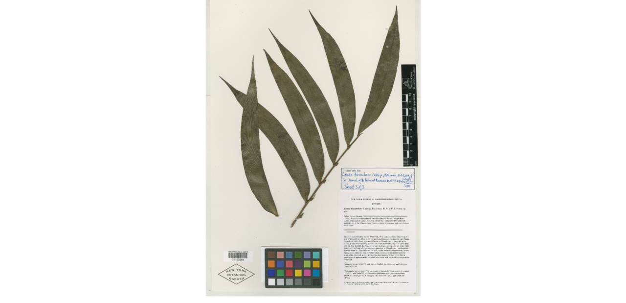 Zamia decumbens: Dried leaf of Zambia decumbens