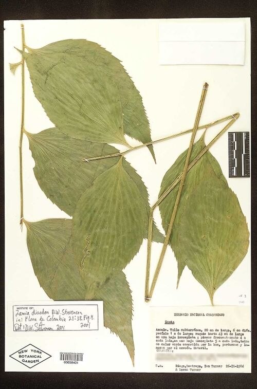 Zamia disodon: Dried leaves of Zamia disodon