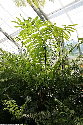 Zamia fairchildiana: Location taken: United States Botanic Garden. Names: Zamia fairchildiana L.D. Gómez, Palma De Pegament Classification: Plantae > Cycadophyta > Cycadopsida > Cyc