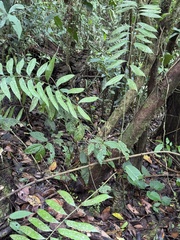 Zamia fairchildiana (Zamia fairchildiana)
