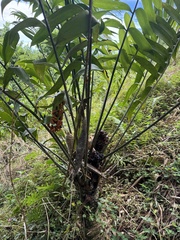 Zamia fairchildiana (Zamia fairchildiana)