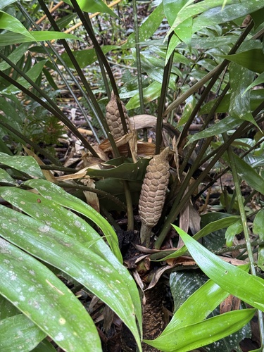 Zamia fairchildiana (Zamia fairchildiana)