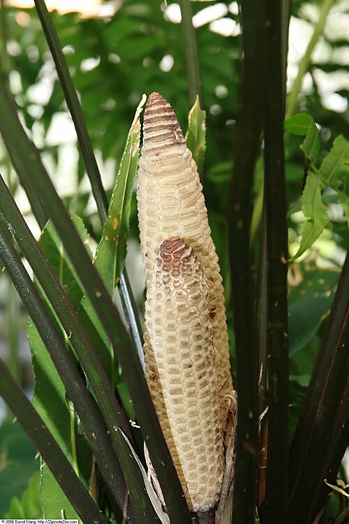 Zamia fairchildiana: Location taken: United States Botanic Garden. Names: Zamia fairchildiana L.D. Gómez, Palma De Pegament Classification: Plantae > Cycadophyta > Cycadopsida > Cyc