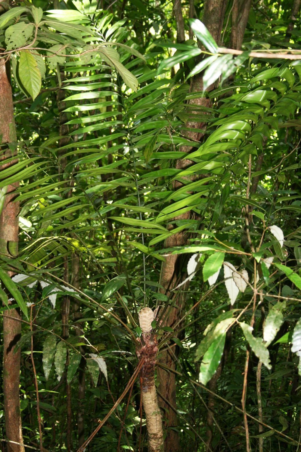 Zamia fairchildiana: Zamia fairchildiana , Zamiaceae - Costa Rica: Prov. Puntarenas, La Gamba NW Golfito, "Fila Trail" W "Esquinas Rainforest Lodge"