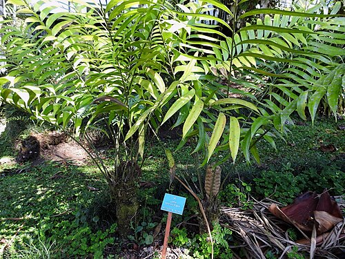 Zamia fairchildiana: Zamia fairchildiana, Costa Rica, 2016