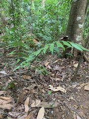 Zamia fairchildiana (Zamia fairchildiana)