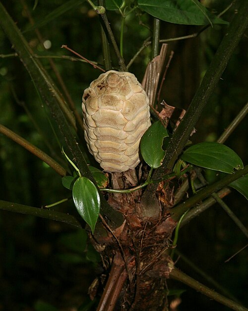 Zamia fairchildiana: Zamia fairchildiana , Zamiaceae - Costa Rica: Prov. Puntarenas, La Gamba NW Golfito, "Fila Trail" W "Esquinas Rainforest Lodge"