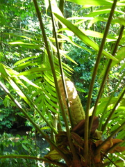 Zamia fairchildiana (Zamia fairchildiana)