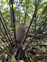 Zamia fairchildiana (Zamia fairchildiana)
