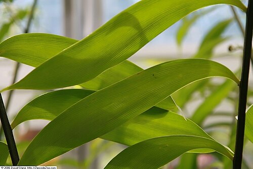 Zamia fairchildiana: Location taken: United States Botanic Garden. Names: Zamia fairchildiana L.D. Gómez, Palma De Pegament Classification: Plantae > Cycadophyta > Cycadopsida > Cyc