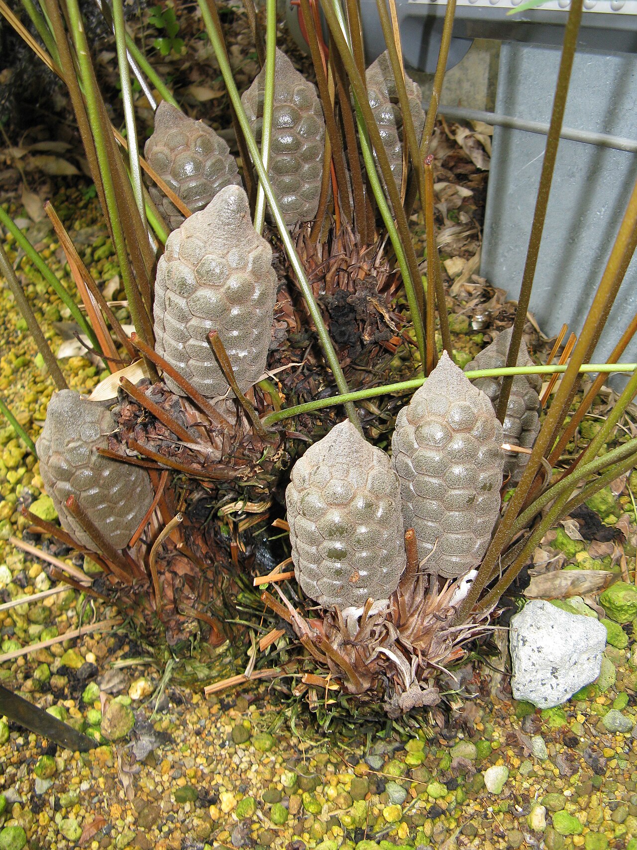 Cycad: Zamia fischeri