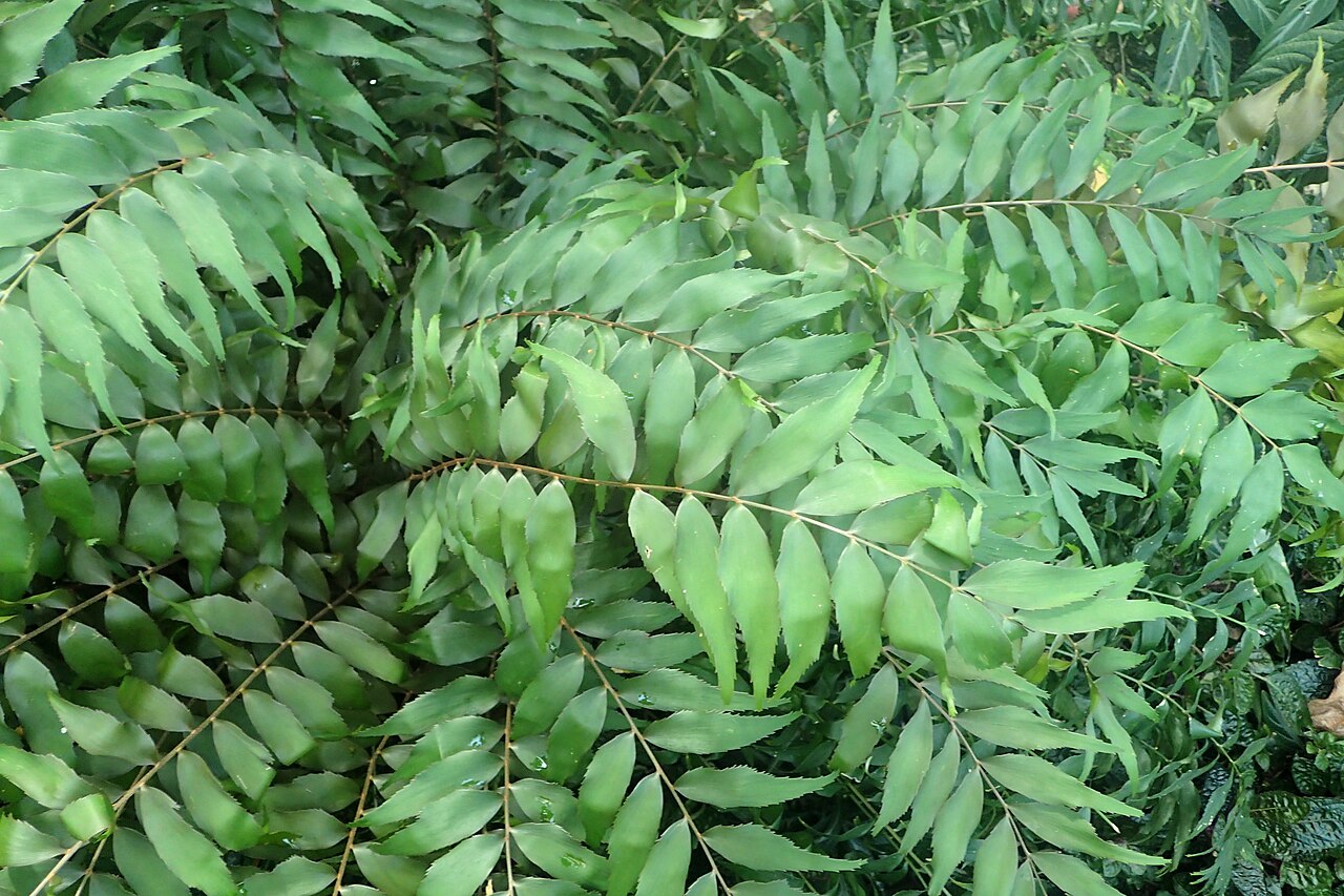 Cycad: Zamia fischeri in the Missouri Botanical Garden, St. Louis