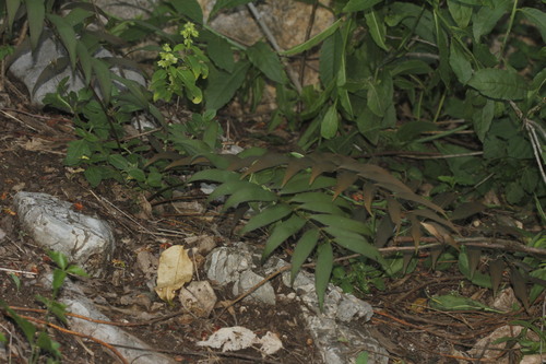 Cycad (Zamia fischeri)