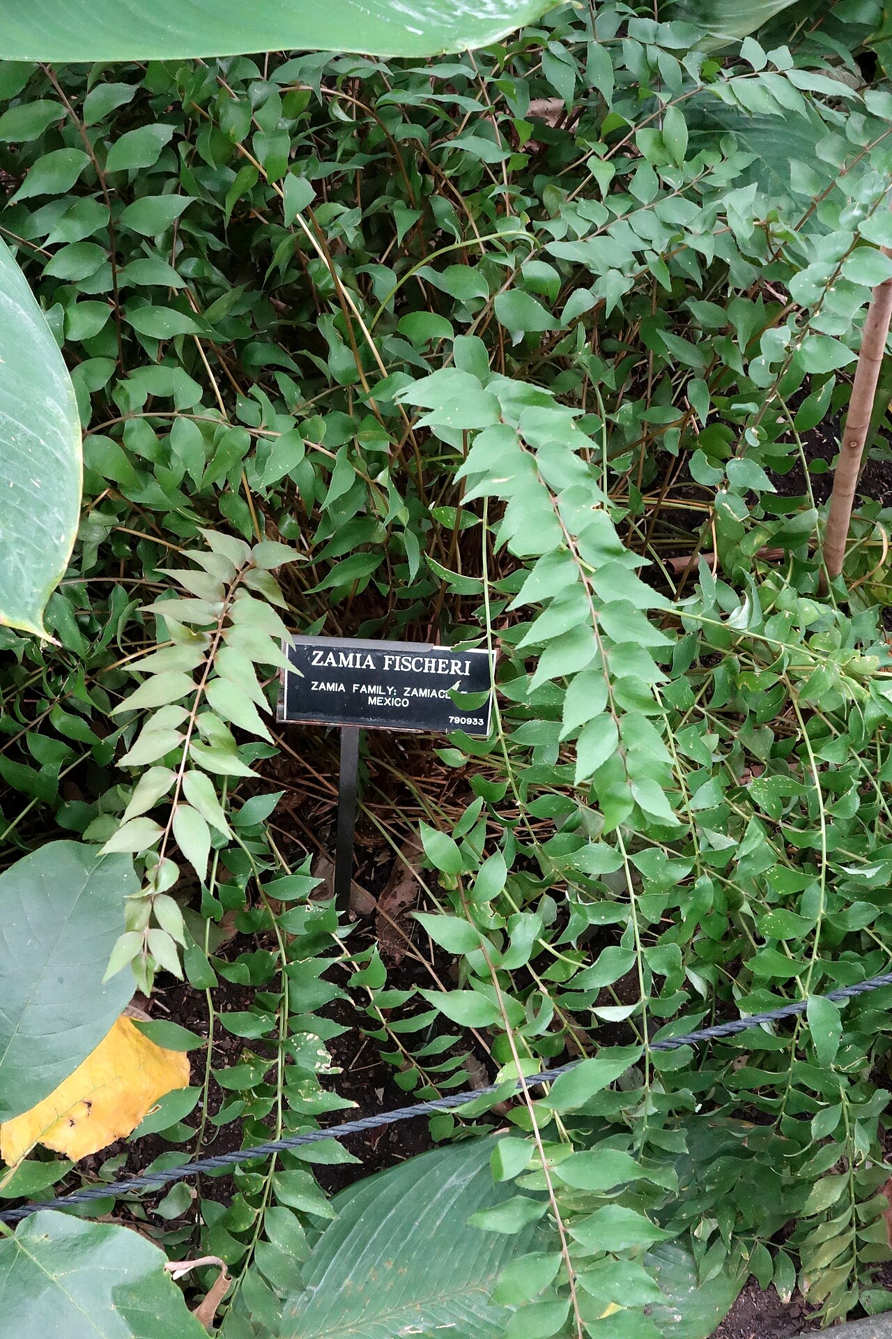 Cycad: Botanical specimen in the Brooklyn Botanic Garden, Brooklyn, New York, USA.