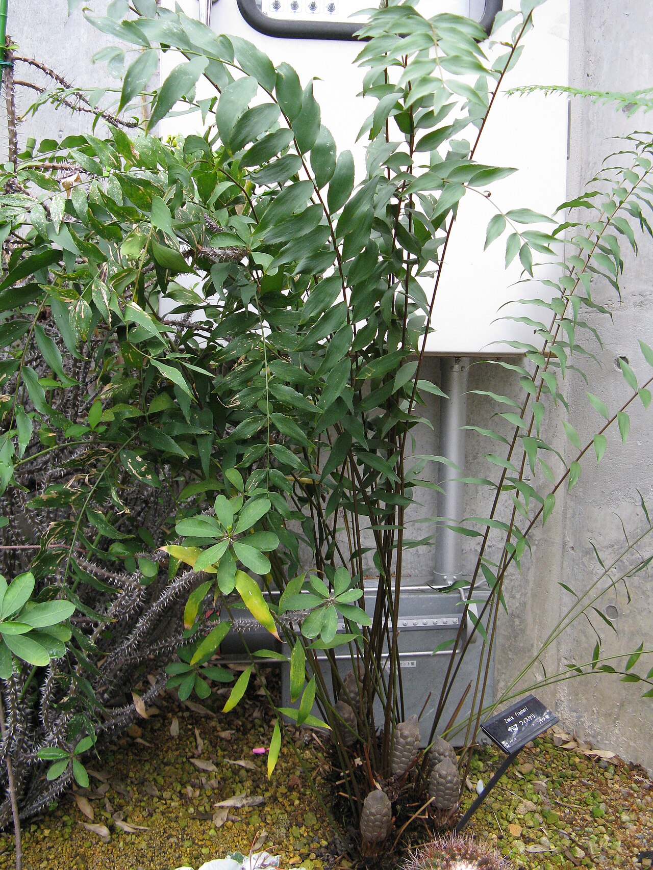 Cycad: Zamia fischeri