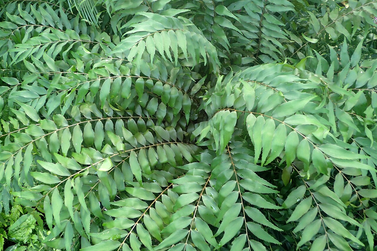 Cycad: Zamia fischeri in the Missouri Botanical Garden, St. Louis