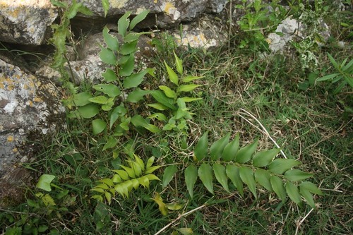 Cycad (Zamia fischeri)