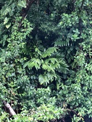 Zamia hamannii (Zamia hamannii)