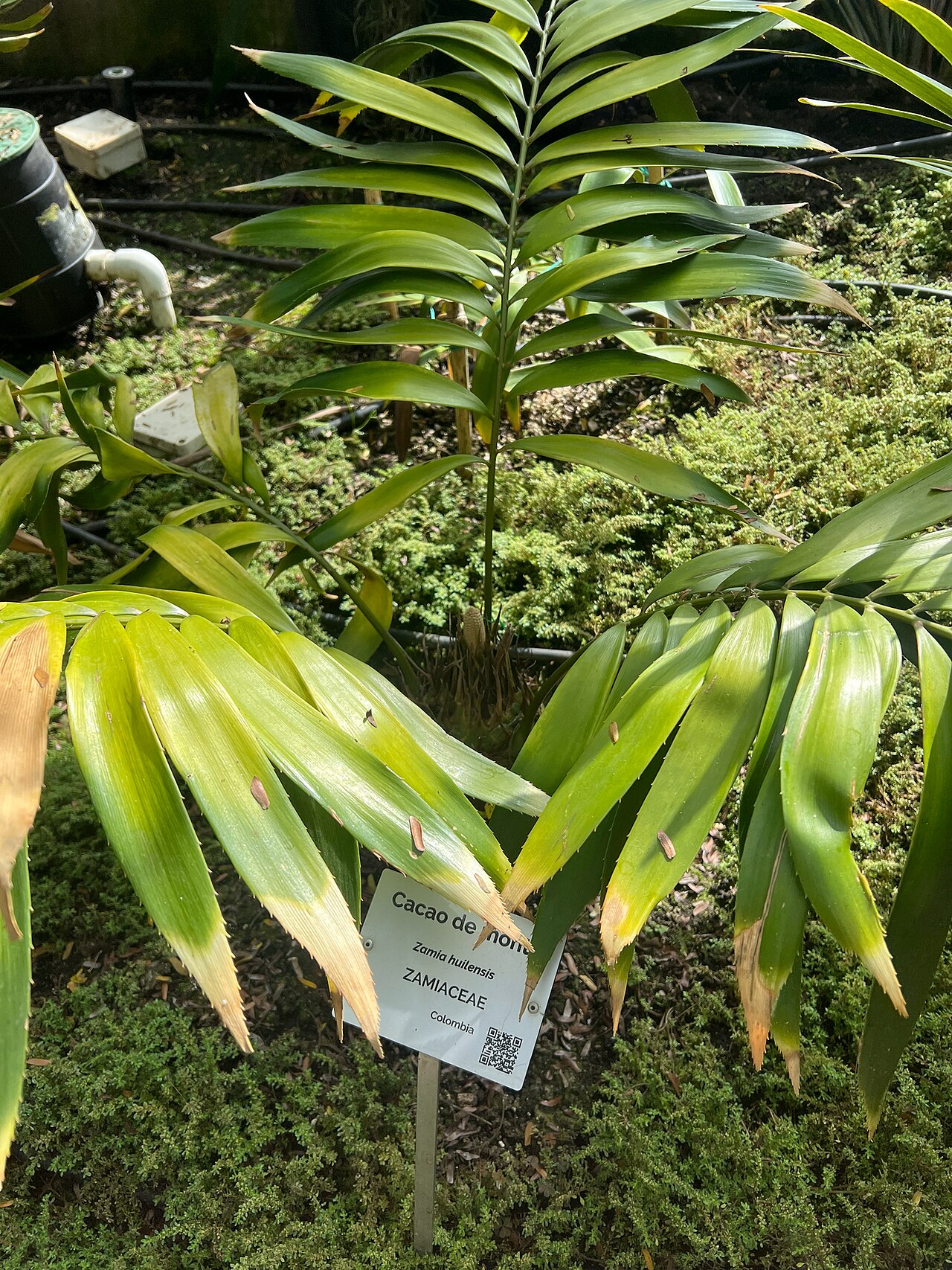 Zamia huilensis: Zamia huilensis, Cundinamarca, CO, 2025-10-24 (iNaturalist).