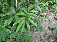 Zamia incognita (Zamia incognita)