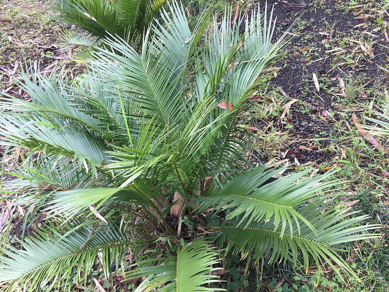 Palmita: Panaewa Rainforest Zoo and Gardens, Hilo