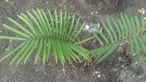Zamia loddigesii (Zamia loddigesii)