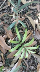 Zamia loddigesii (Zamia loddigesii)