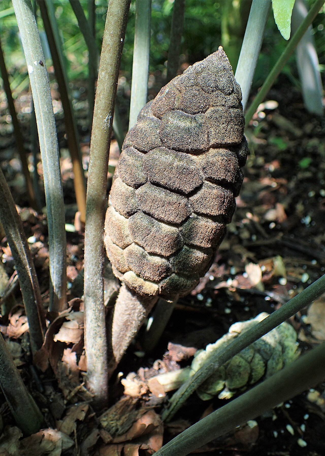 Zamia loddigesii: Zamia loddigesii in botanical garden in Vácrátót, Hungary