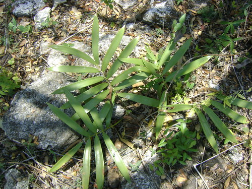 Zamia loddigesii (Zamia loddigesii)
