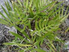 Zamia loddigesii (Zamia loddigesii)