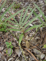 Zamia loddigesii (Zamia loddigesii)