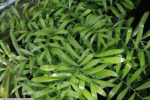 Zamia loddigesii: Location taken: United States Botanic Garden. Names: Zamia loddigesii Miq. var. latifolia Schust. L.f. Classification: Plantae > Cycadophyta > Cycadopsida > Cyc