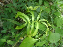 Zamia loddigesii (Zamia loddigesii)