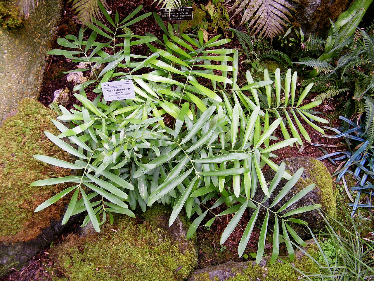 Zamia loddigesii: Zamia loddigesii var. latifolia at the United States Botanic Garden, September 2011