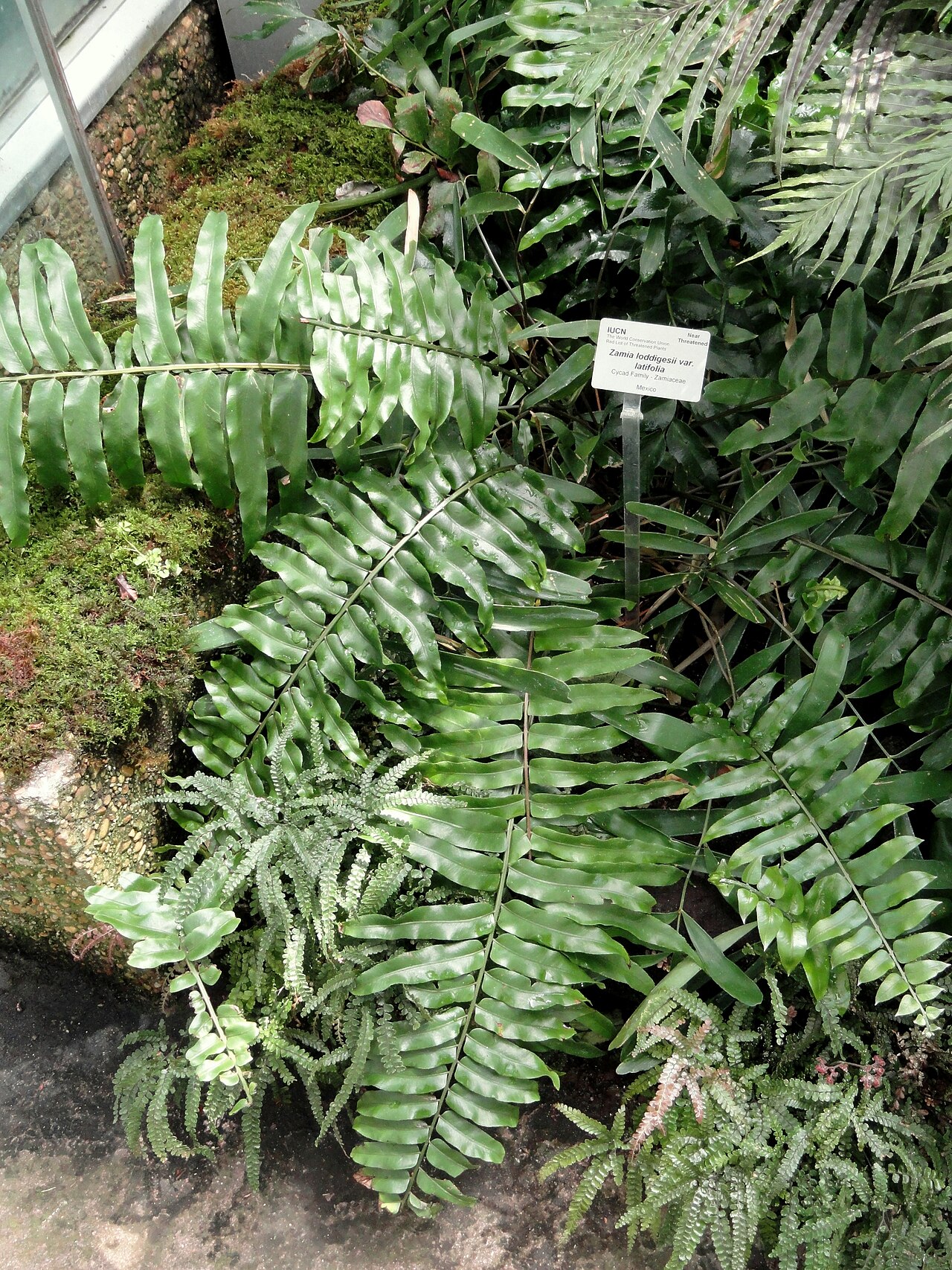Zamia loddigesii: Botanical specimen in the United States Botanic Garden, Washington, DC, USA.