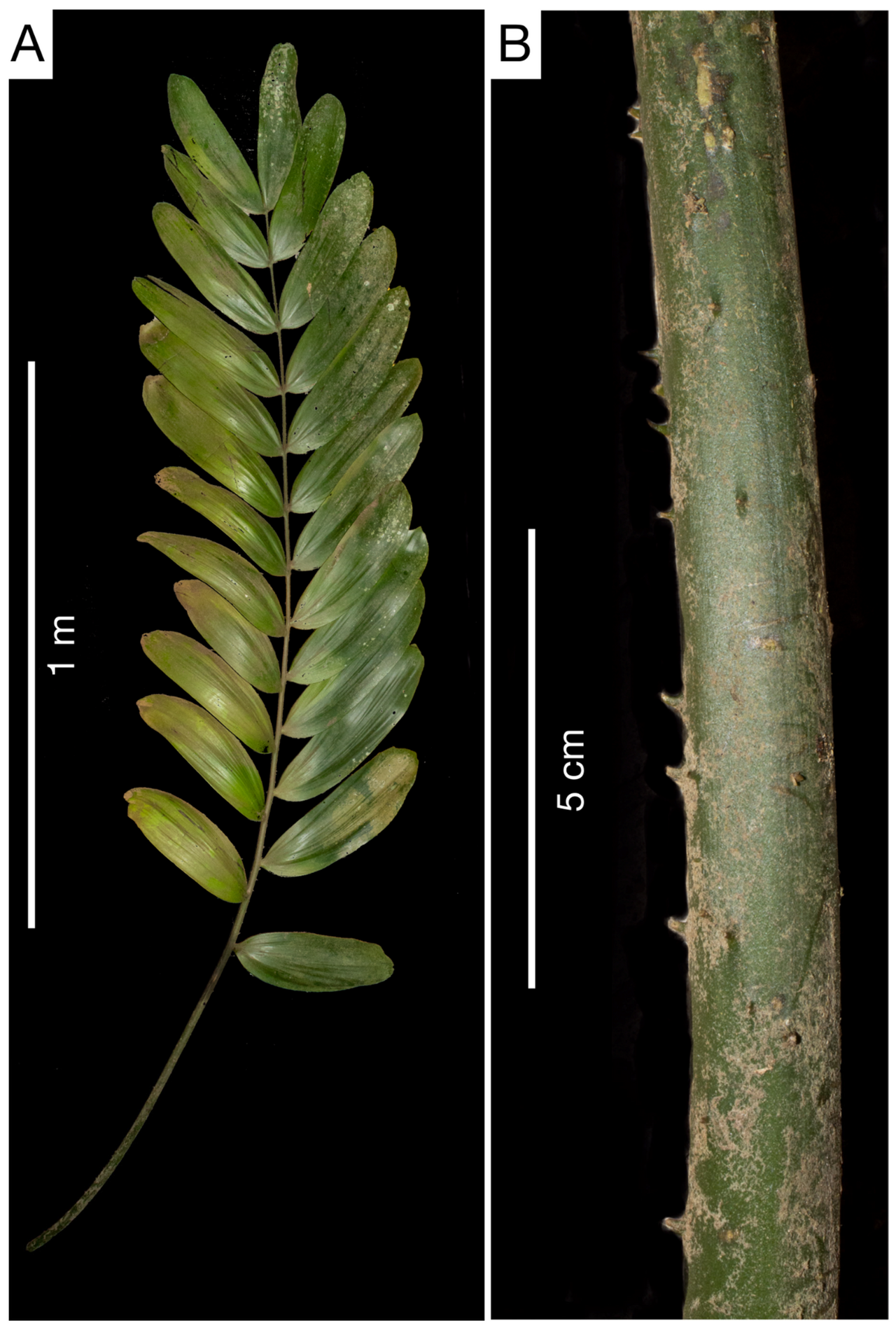 Zamia magnifica: Figure 5. (A) Leaf of adult Zamia magnifica . (B) Details of base of petiole.