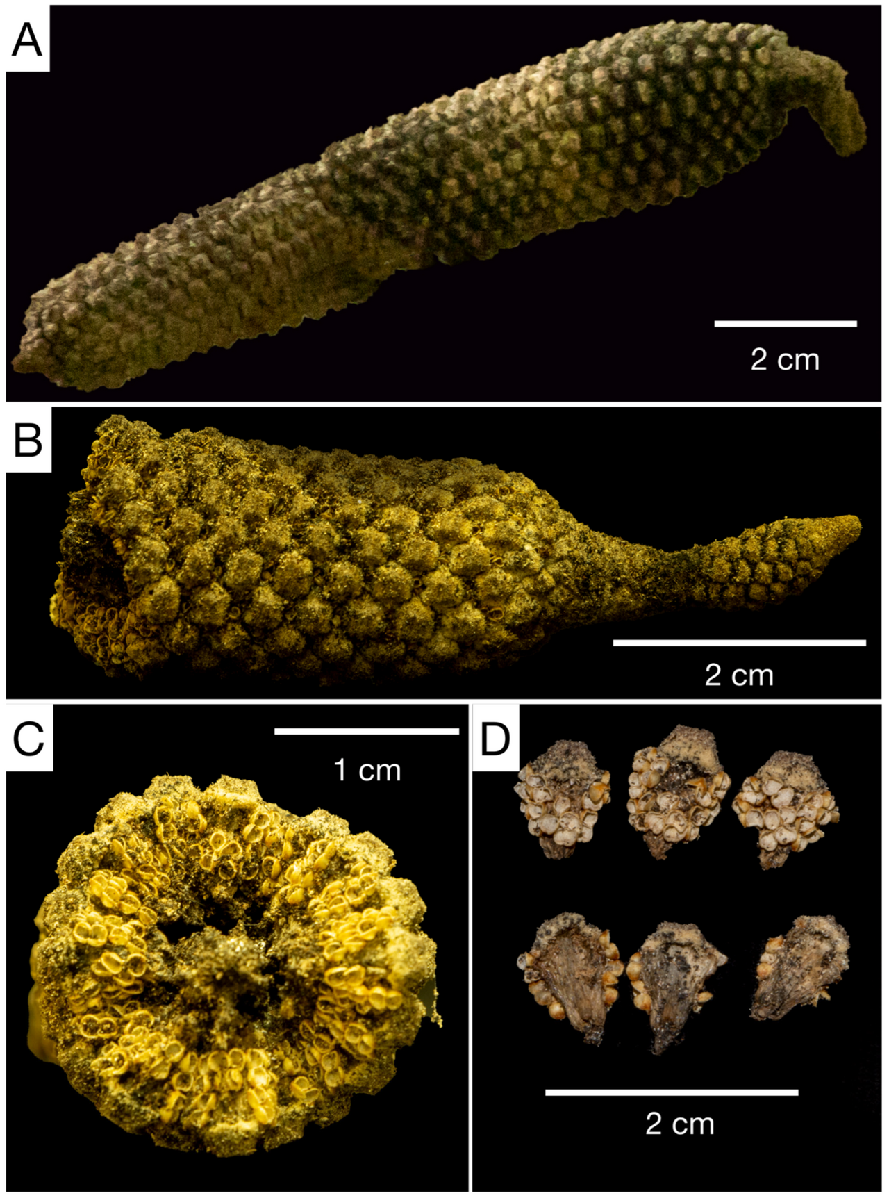 Zamia magnifica: Figure 7. Pollen cone of Zamia magnifica . (A) Fertile region of strobilus (without peduncle). (B) Distal portion of strobilus. (C) Cross section showing micros