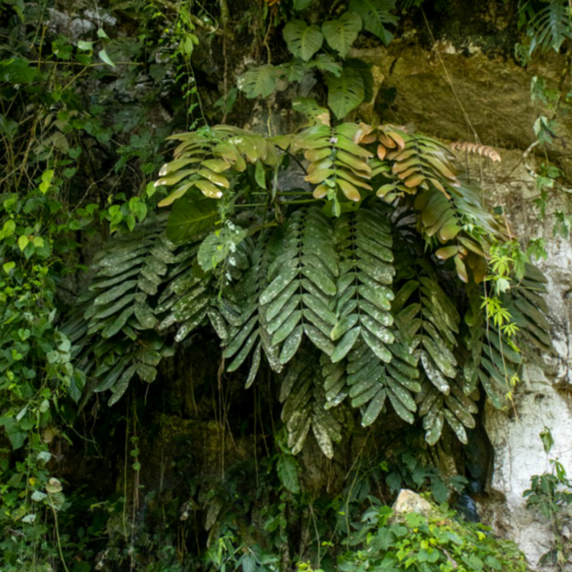 Zamia magnifica: Figure 4. (A) Zamia magnifica sp. nov. in habitat.