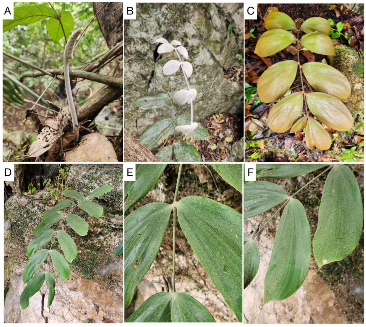 Zamia magnifica: Figure 9. Zamia magnifica in habitat. (A) Emergent leaf showing inflexed ptyxis. (B) Emergent leaf expanding, showing dense cover of white tomentum. (C) Immatur