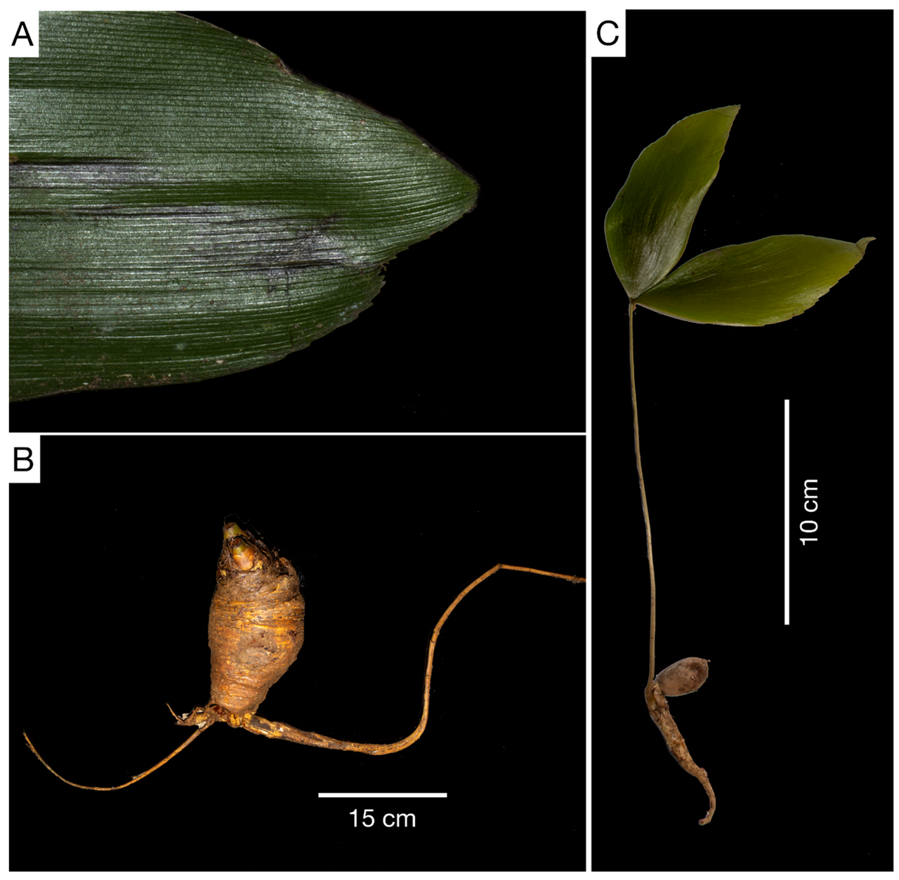 Zamia magnifica: Figure 6. (A) Close up view of leaflet of Zamia magnifica . Note the visible veins. (B) Trunk of juvenile. (C) Seedling with eophyll.